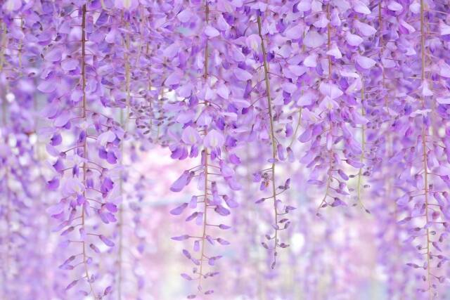 平安時代のインスタ！？清少納言の『枕草子』は共感する毒舌と炎上しそうな悪口が面白い（前編）【光る君へ】