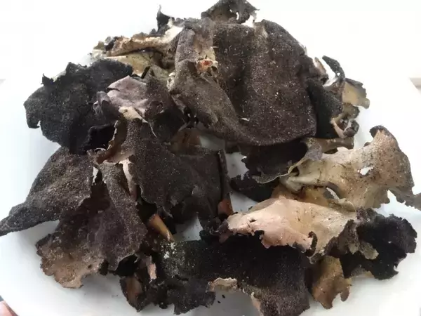 「断崖絶壁の珍味…！悲しい伝説「吉作落とし」に登場する「岩茸」実際どんな形してるの？」の画像