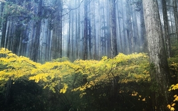 晴れ舞台をなぜ「檜舞台」という？『日本書紀』に行き着く、ヒノキが別格な存在である理由