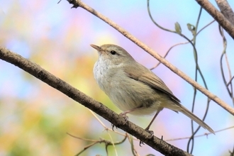 ウグイスは茶色っぽいのになぜ“うぐいす餅”は緑色なの？うぐいす餅の誕生、きっかけは「豊臣兄弟！」