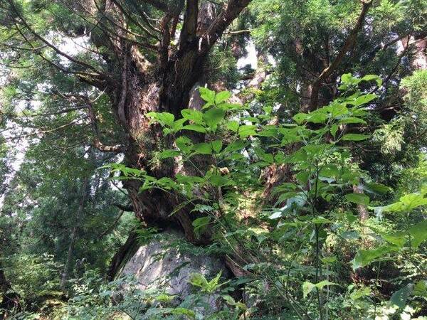 岩を抱えるようにそびえる巨大な杉の木 洞杉 17年9月8日 エキサイトニュース