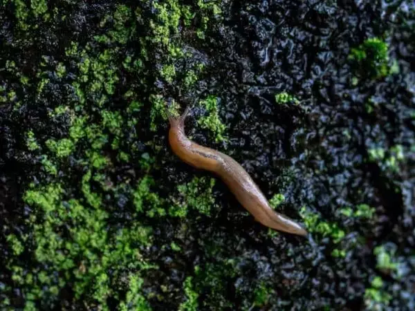 ナメクジ口に入れて感染「広東住血線虫症」　髄膜炎、失明、亡くなる例も