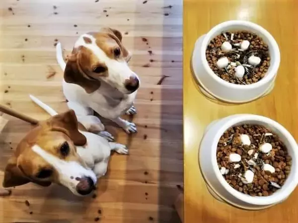 可愛いペットのためのネット通販で「痛い目」遭う人急増！ 「お試しのつもりが高額の定期購入」「商品届かず、業者行方不明」...被害を防ぐ決め手はコレ