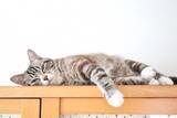 「「猫のしっぽ」で放送事故！ 海外セレブもドギマギ 「オンライン会議で映ってはいけないもの」？（井津川倫子）」の画像1