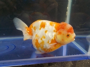 「ブサカワ」「キモカワ」で人気じんわり！ 新品種の金魚「サクラチョウテンガン」がいよいよ全国区に