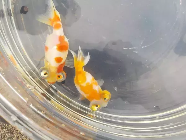 「「ブサカワ」「キモカワ」で人気じんわり！ 新品種の金魚「サクラチョウテンガン」がいよいよ全国区に」の画像
