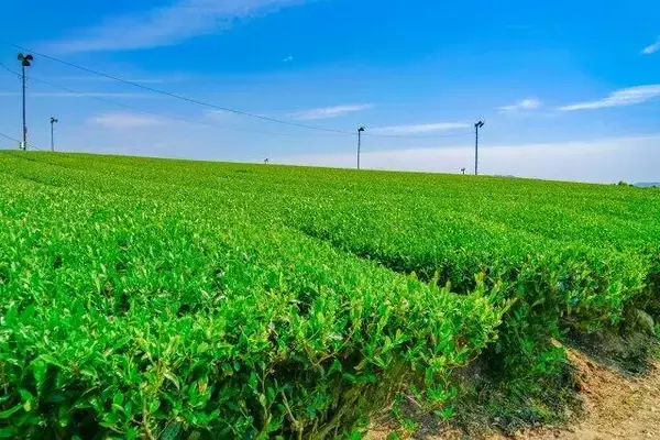 「お茶」戦争が激化！　産出額で鹿児島が初の首位　生産量も縮まる差に、どうする静岡