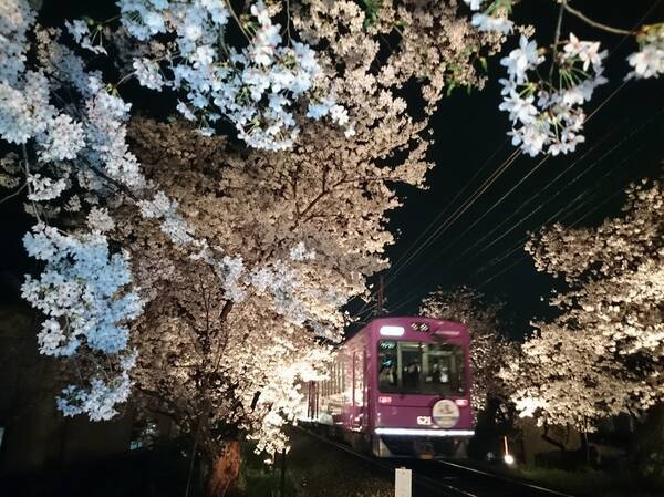 京都市右京区認定の 桜のトンネル ライトアップ 2017年4月3日 エキサイトニュース