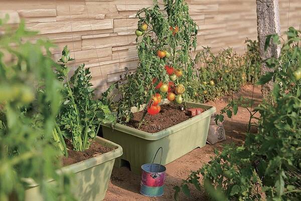 室内やベランダが菜園になるプランター栽培 Dcmブランドで野菜づくりを始めよう 17年4月11日 エキサイトニュース