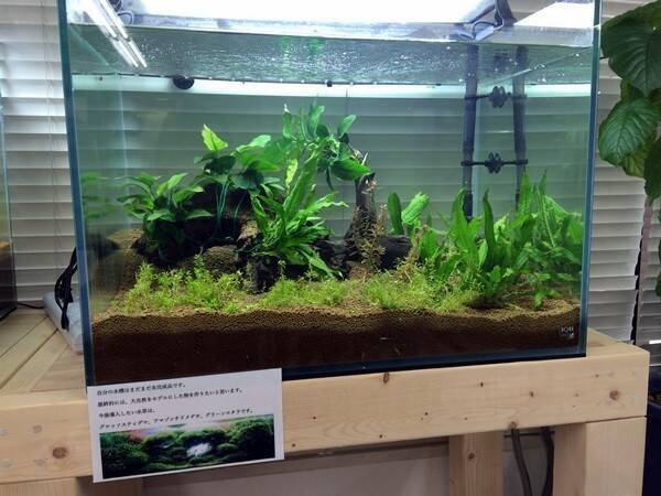 障がい者が手掛けたアクアリウム水槽 メンテ代込みでオフィスで好評 17年6月26日 エキサイトニュース