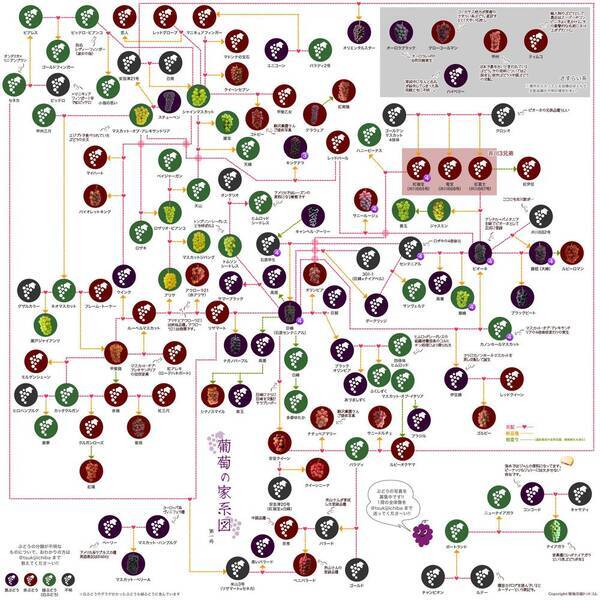 143品種の関係を図式化 桃の家系図 18 作成者が知ってほしかったコト 18年8月28日 エキサイトニュース