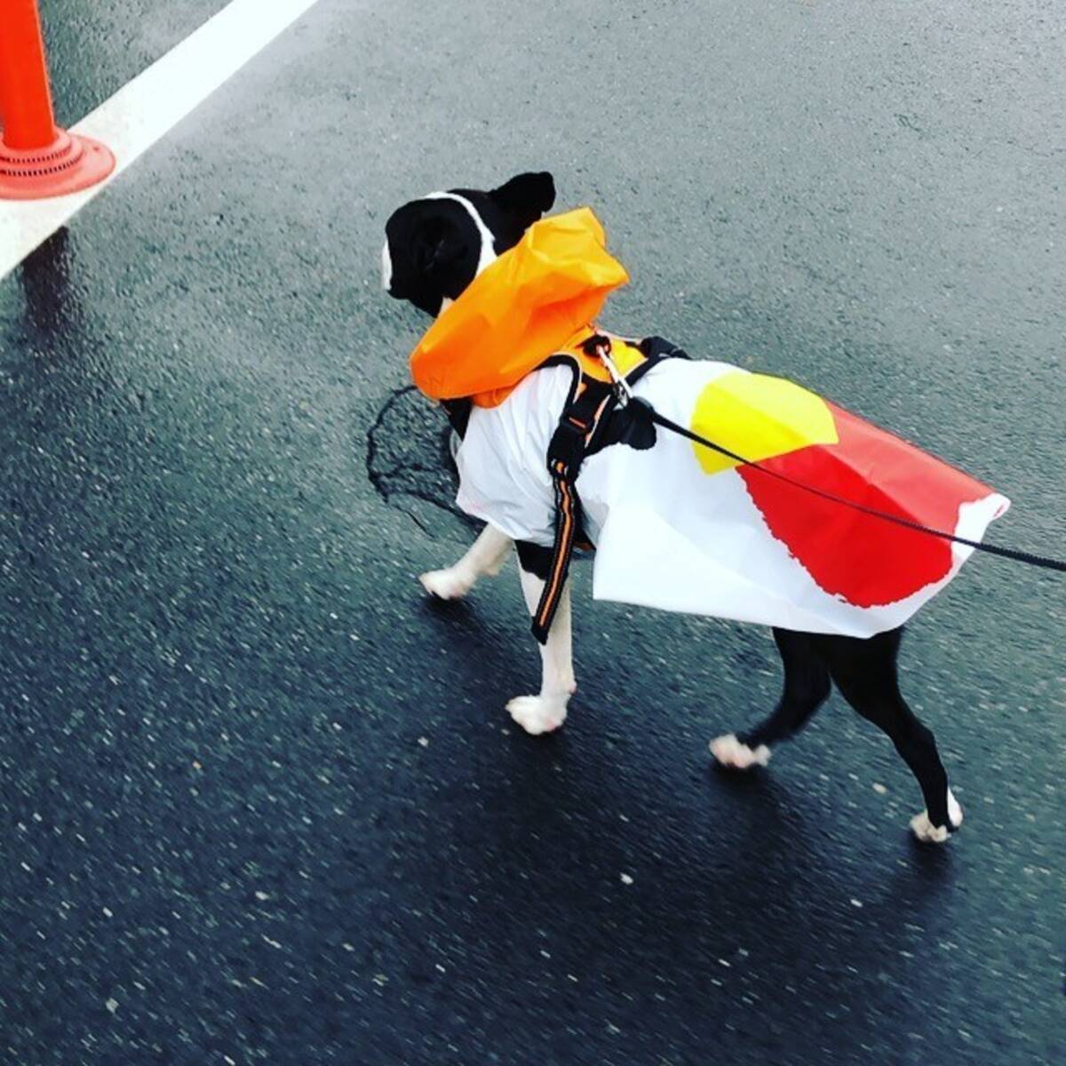 梅雨入りで外出イヤ でも犬の散歩が ペットの雨具 で飼い犬もストレス軽減 19年6月7日 エキサイトニュース