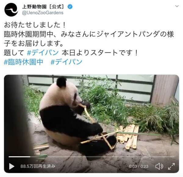 臨時休園でもパンダ スマトラトラに会える 全国の動物園が動画発信 年3月3日 エキサイトニュース