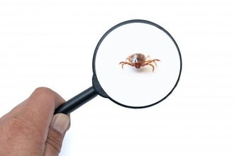 新型コロナに続いて「新型ブニヤウイルス」が怖い　媒介する「マダニ」対策どうすれば