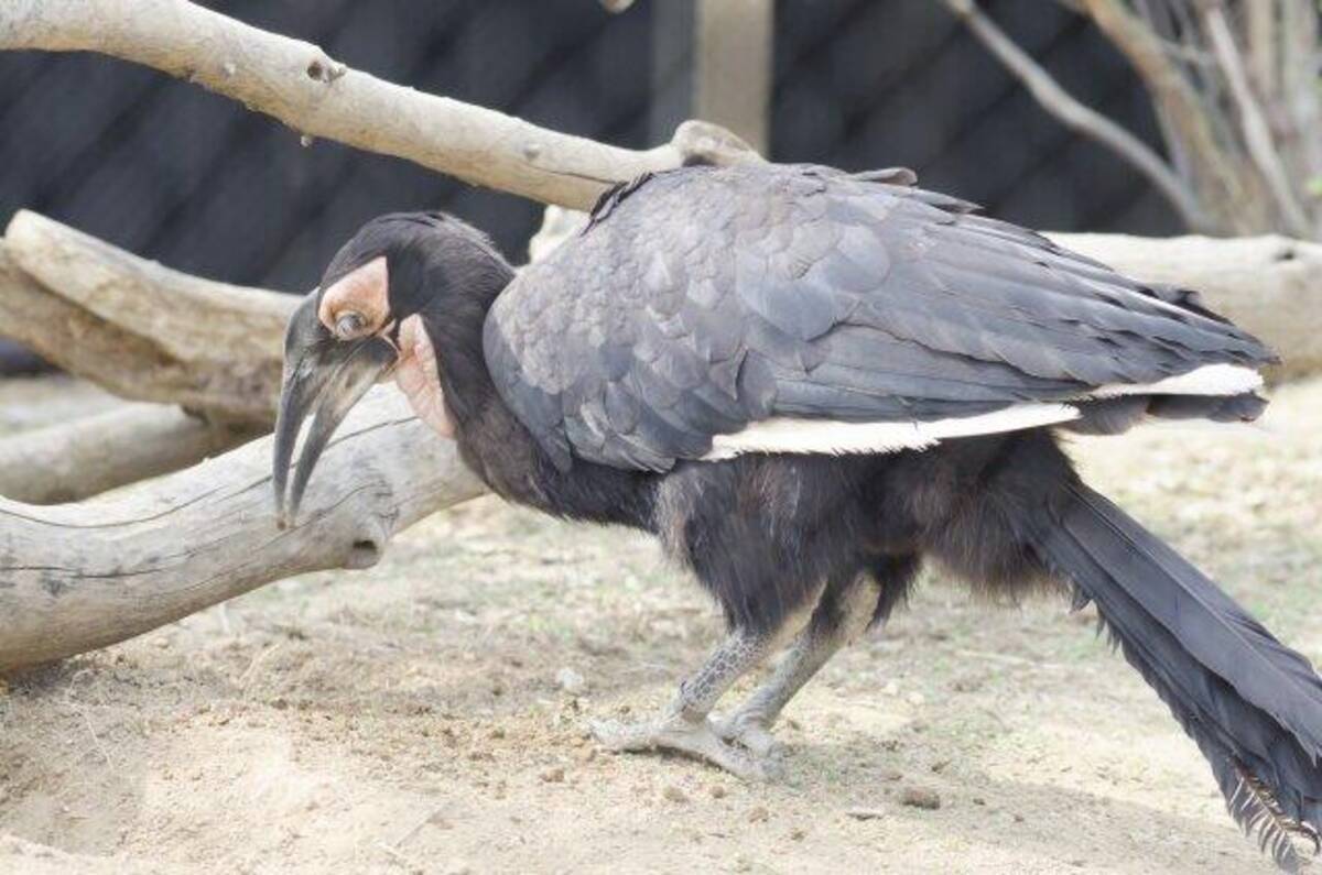 千葉の怪鳥追ってテレビ局大はしゃぎ 現地リポート延々 恵俊彰に宮根誠司が叫ぶ 21年6月4日 エキサイトニュース