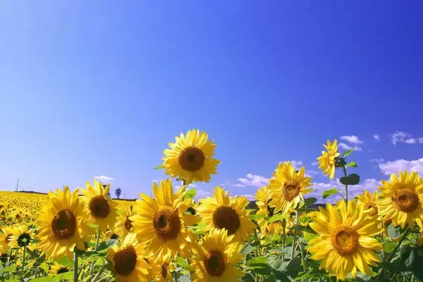 ウクライナが「発明」ヒマワリ油ピンチ　チョコやマヨネーズの高騰が心配