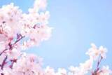 「10代が選ぶ「桜ソング ランキング2024」　3位いきものがかり「SAKURA」、2位コブクロ「桜」、1位は2003年リリースの名曲！」の画像1
