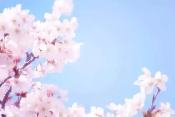 10代が選ぶ「桜ソング ランキング2024」　3位いきものがかり「SAKURA」、2位コブクロ「桜」、1位は2003年リリースの名曲！