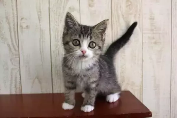 ええ、ホント？「犬を飼う人はiPhoneユーザー、猫を飼う人はAndroidユーザー多い」調査結果！　担当者に聞くと、ライフスタイルと世代、年収に差が...