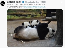 【ワイドショー通信簿】双子パンダもう１歳、上野動物園で来月誕生会　参加条件に「こりゃダメだ」（スッキリ）（スッキリ）