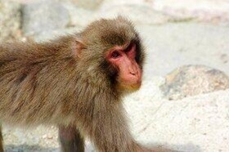 【ワイドショー通信簿】猿が繁華街を暴走　絶対やってはいけない発見時の行動（めざまし８）