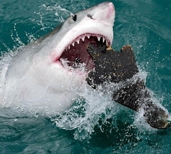 【ワイドショー通信簿】小舟の先に...サメだ！　釣り人「怖っ！」「でけーよ」（めざまし８）