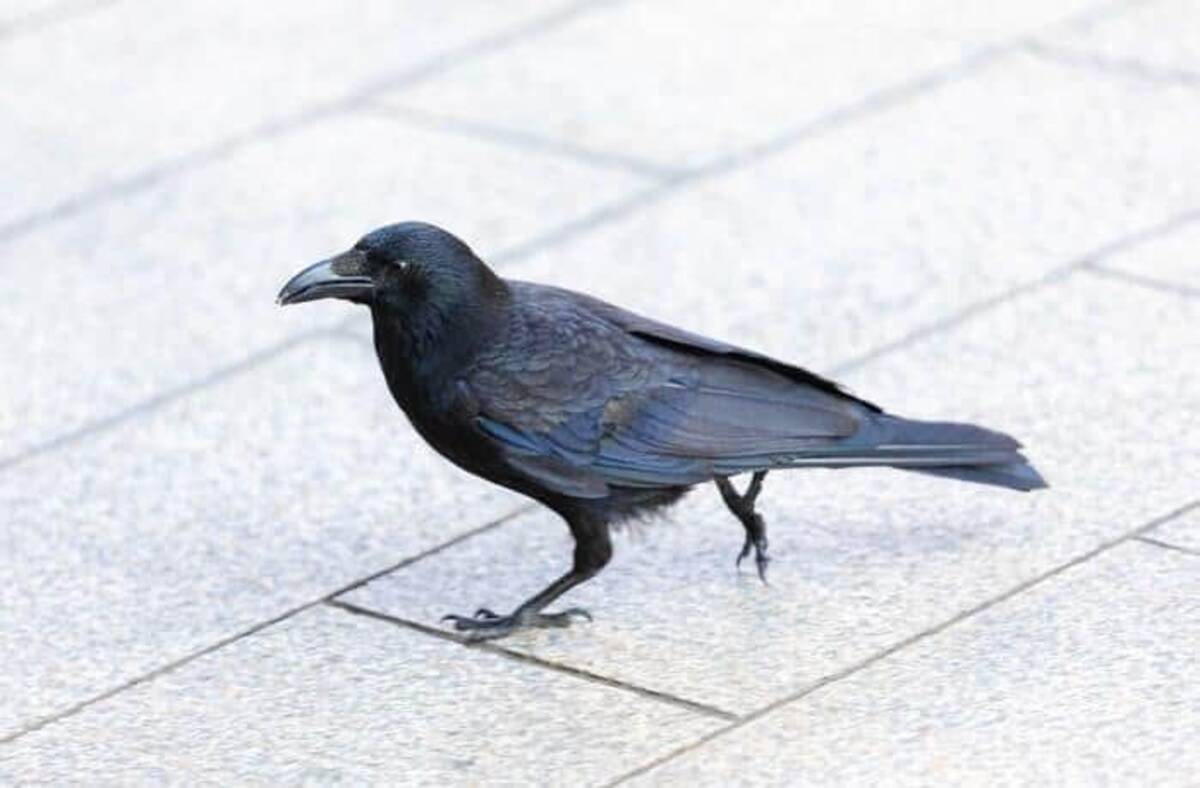 ワイドショー通信簿 カラスの群れで 駅前が大変なことに エサやり女性の言い分 めざまし8 めざまし８ 22年5月26日 エキサイトニュース