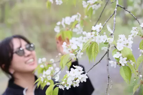 世界に１本だけの桜が見頃