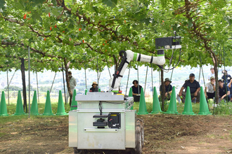 ロボットが高級マスカット栽培支援