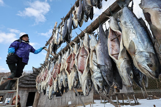 アイヌ伝統のサケの薫製作り