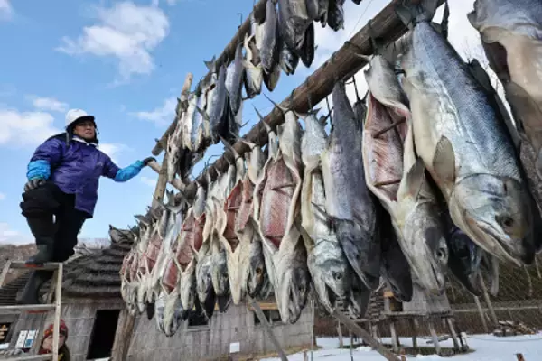 アイヌ伝統のサケの薫製作り