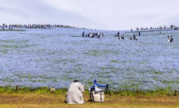 満開のネモフィラ