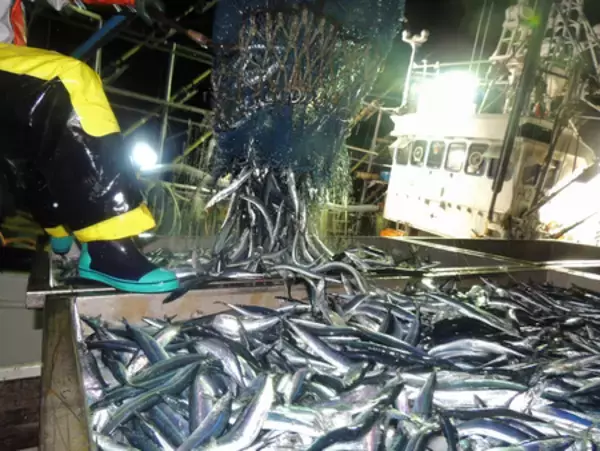 サンマ漁獲枠、抑制へ議論＝大阪で国際会議開幕