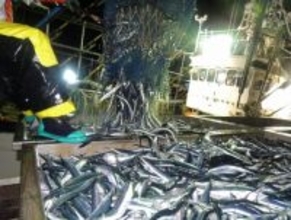 サンマ漁獲枠、抑制へ議論＝大阪で国際会議開幕