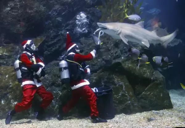 サメにＸマスの贈り物？