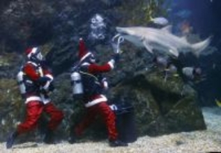 サメにＸマスの贈り物？