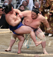 琴桜の押し倒し