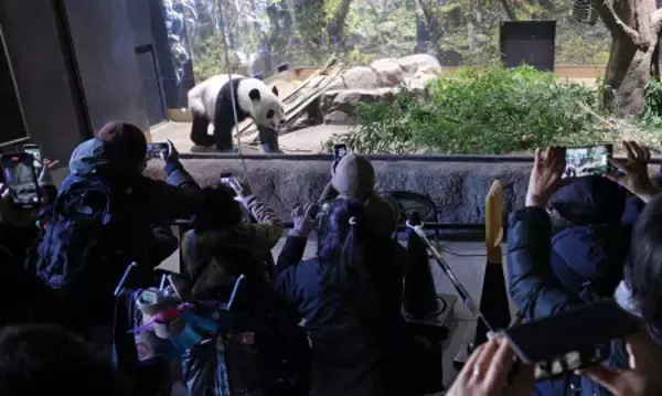 パンダ、「中国でも元気で」