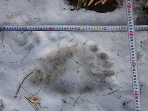 クマ目撃、新年も相次ぐ