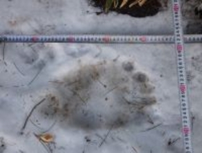 クマ目撃、新年も相次ぐ