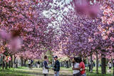 「ベルリンの壁跡地で満開」の画像1