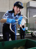 「輸入されたウナギを確認する税関職員」の画像1