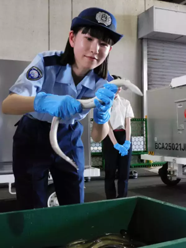 輸入されたウナギを確認する税関職員