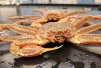 ズワイガニ漁獲枠を決定＝日本海側は縮小、サンマも減―水産庁審議会