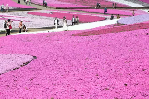 ４０万株の鮮やかなシバザクラ