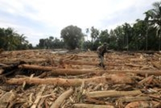 豪雨被害、森林破壊で拡大か