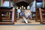 「猫城主、観光振興願い初詣」の画像1