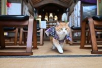 猫城主、観光振興願い初詣