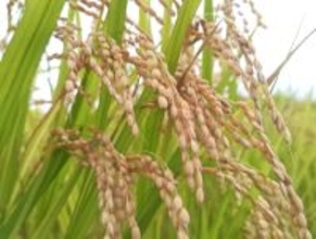 コメの相対価格、３カ月連続下落＝１月、前年同月比では３７％高―農水省