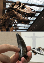ティラノサウルスは体温３６度＝歯の炭素・水素同位体から推定―米大学
